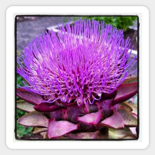 Artichoke Flower Sticker